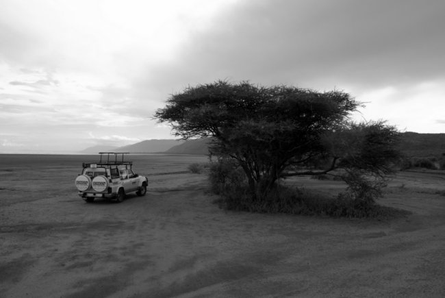 Cloudy Safari